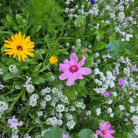 Lägenhet Klus Brugg *